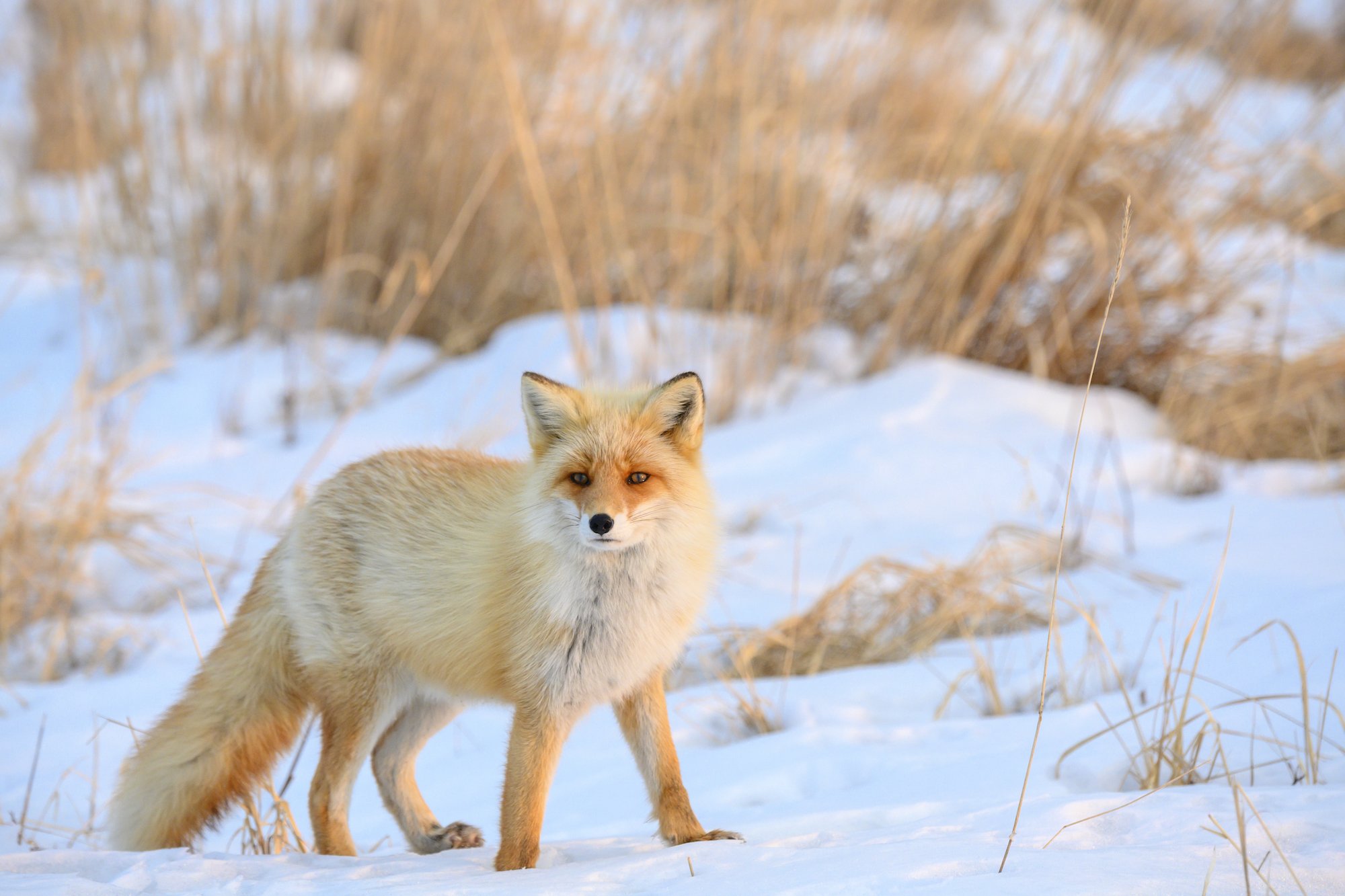 🦊 북방여우 목장(키타키츠네 보쿠조) 이미지 8